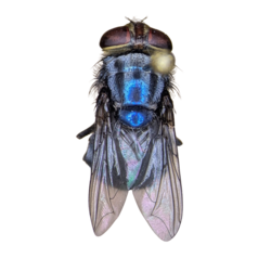 NWS adult female