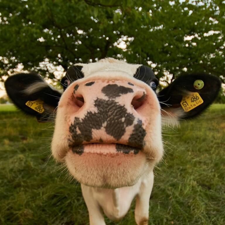 cow nose