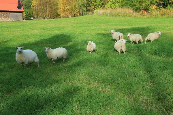 Sheep by Øyvind Holmstad