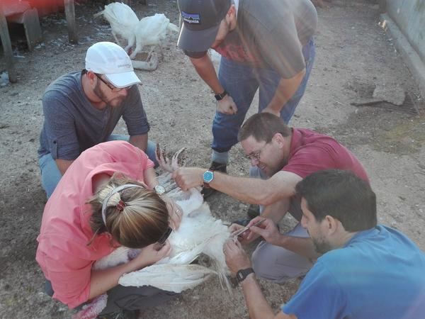 Ectoparasite sampling in Mallorca