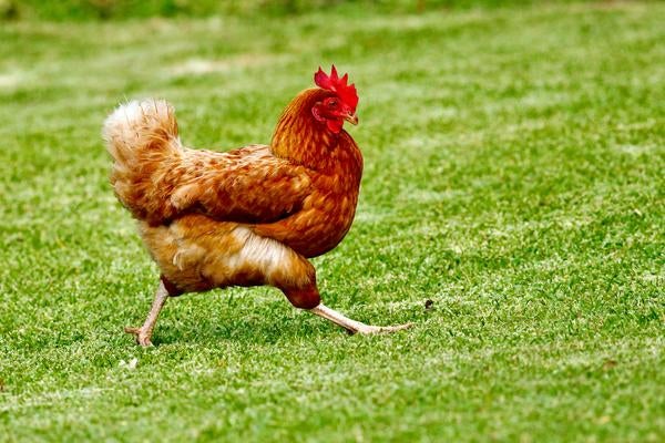 chicken running