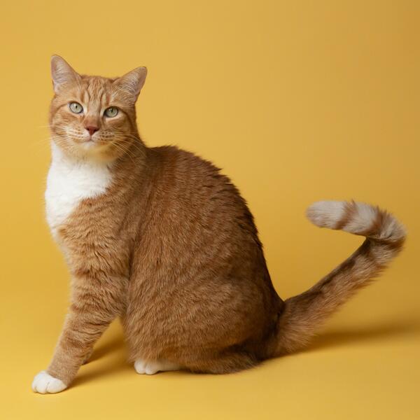 orange cat