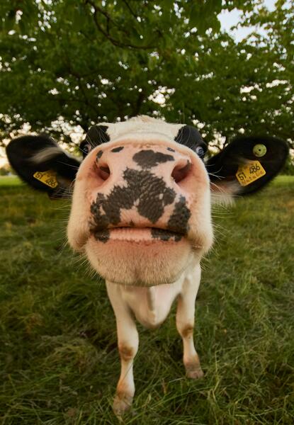 cow nose
