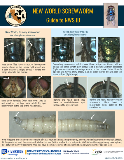 NWS-fly-ID